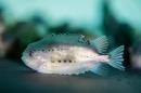 A juvenile lumpfish sits at the bottom of a tank.